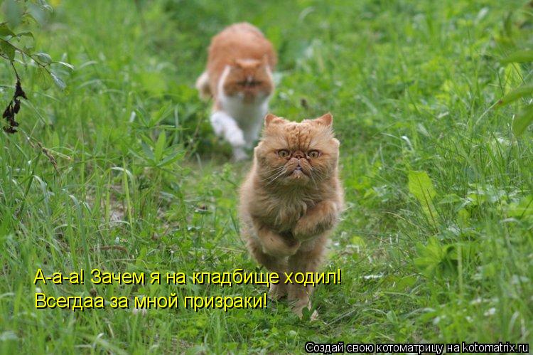 Котоматрица: А-а-а! Зачем я на кладбище ходил! Всегдаа за мной призраки!