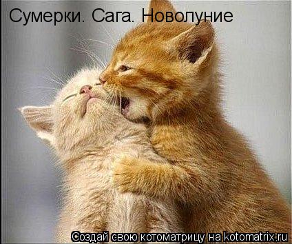 Котоматрица: Сумерки. Сага. Новолуние