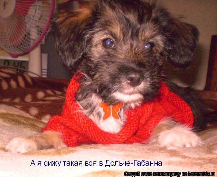 Котоматрица: А я сижу такая вся в Дольче-Габанна