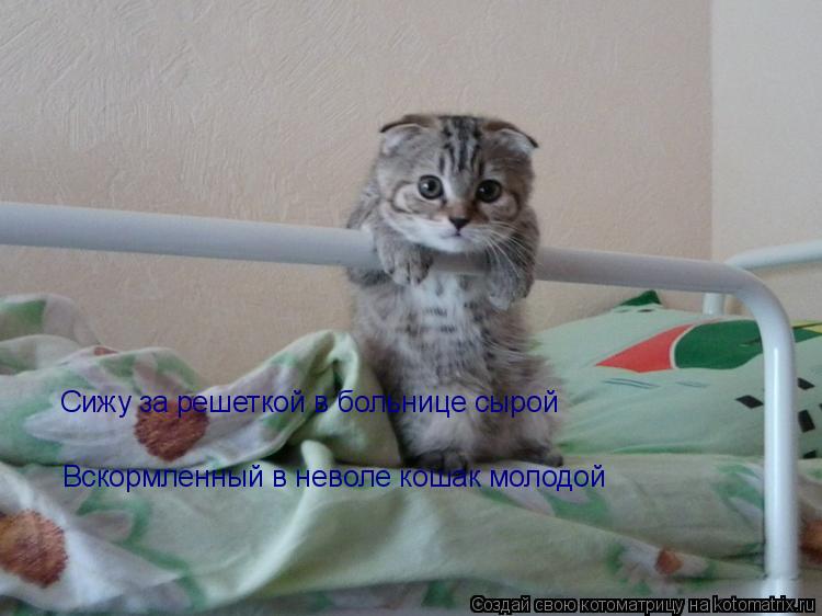 Котоматрица: Сижу за решеткой в больнице сырой Вскормленный в неволе кошак молодой