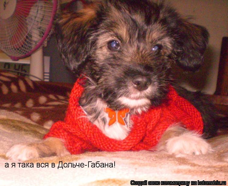 Котоматрица: а я така вся в Дольче-Габана!