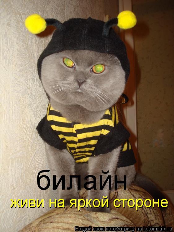 Котоматрица: билайн живи на яркой стороне