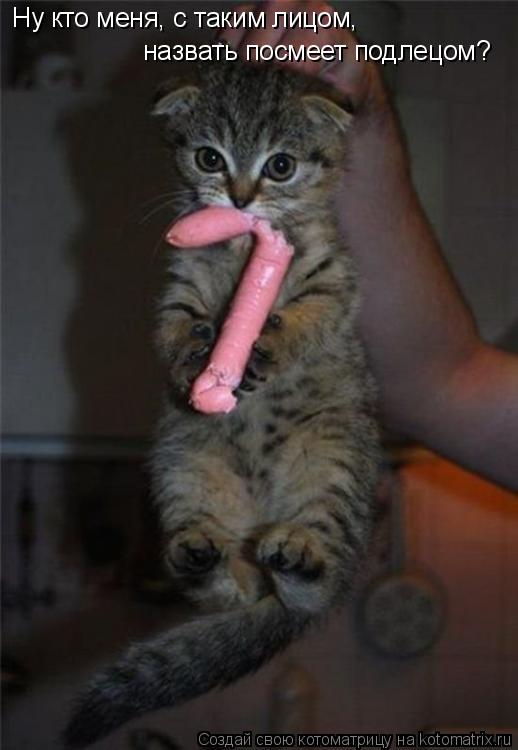 Котоматрица: Ну кто меня, с таким лицом, назвать посмеет подлецом?