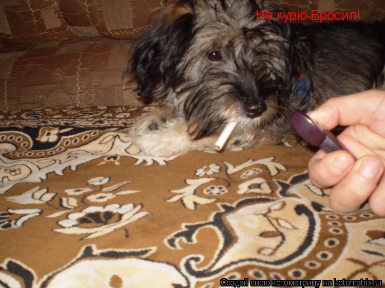 Котоматрица: Не курю Бросил!