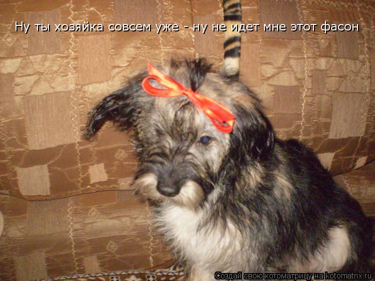 Котоматрица: Ну ты хозяйка совсем уже - ну не идет мне этот фасон