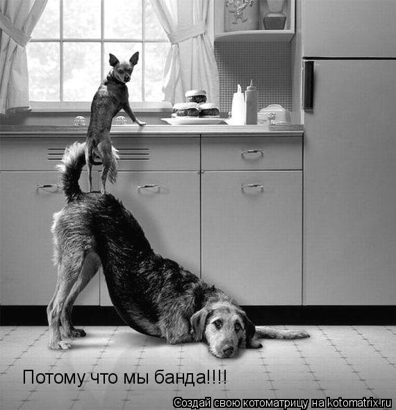 Котоматрица: Потому что мы банда!!!!