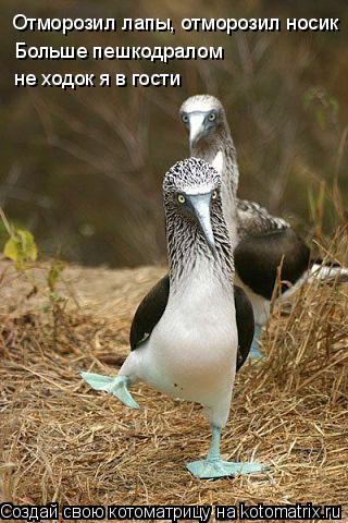 Котоматрица: Отморозил лапы, отморозил носик Больше пешкодралом  не ходок я в гости