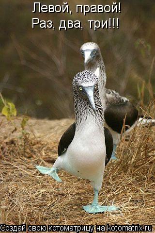 Котоматрица: Левой, правой! Раз, два, три!!!