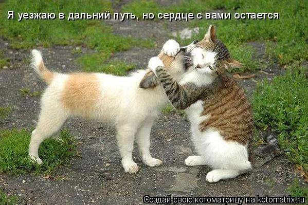 Котоматрица: Я уезжаю в дальний путь, но сердце с вами остается