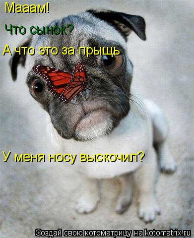 Котоматрица: Мааам! Что сынок? А что это за прыщь У меня носу выскочил?