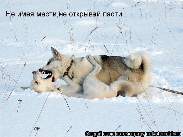 Котоматрица: Не имея масти,не открывай пасти