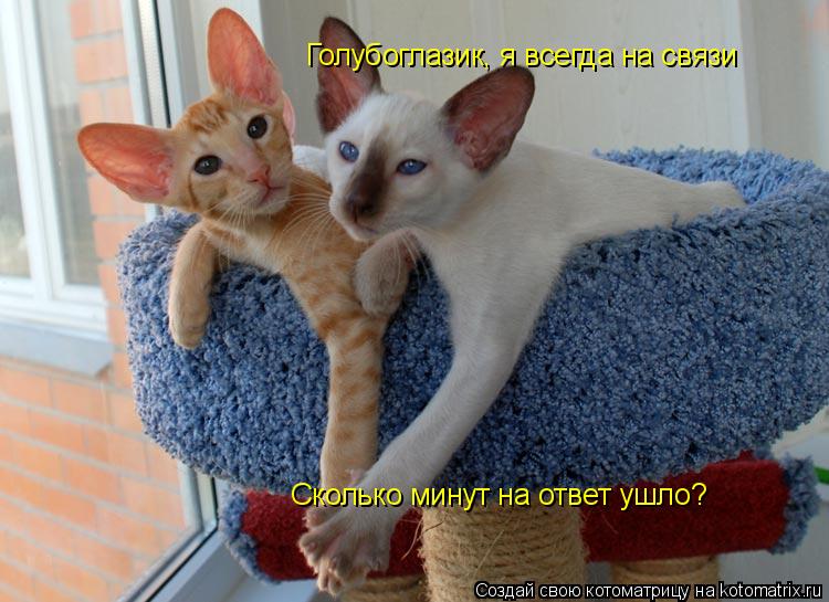 Котоматрица: Голубоглазик, я всегда на связи Сколько минут на ответ ушло?