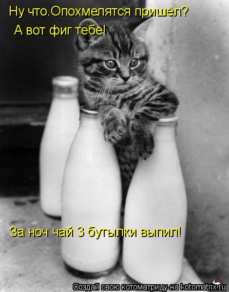 Котоматрица: Ну что.Опохмелятся пришёл? А вот фиг тебе!  За ноч чай 3 бутылки выпил!
