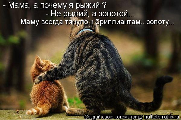 Котоматрица: - Мама, а почему я рыжий ? - Не рыжий, а золотой... Маму всегда тянуло к бриллиантам.. золоту...