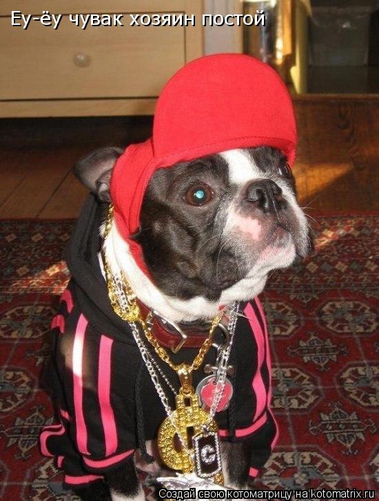 Котоматрица: Еу-ёу чувак хозяин постой