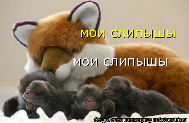 Котоматрица: мои слипышы мои слипышы