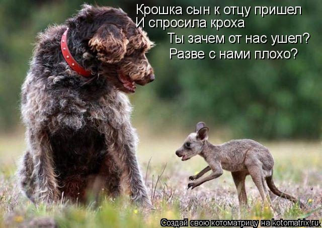 Котоматрица: Крошка сын к отцу пришел И спросила кроха  Ты зачем от нас ушел? Разве с нами плохо?