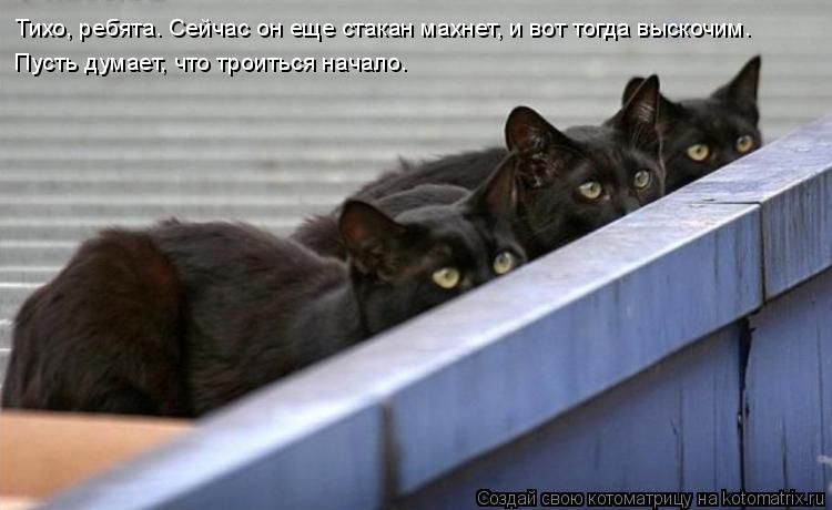 Котоматрица: Тихо, ребята. Сейчас он еще стакан махнет, и вот тогда выскочим. Пусть думает, что троиться начало.