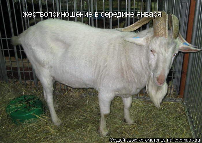 Котоматрица: жертвоприношение в середине января