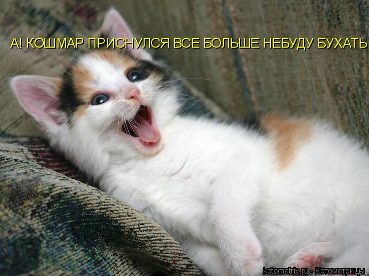 Котоматрица: АААА!!! КОШМАР ПРИСНУЛСЯ ВСЕ БОЛЬШЕ НЕБУДУ БУХАТЬ А! КОШМАР ПРИСНУЛСЯ ВСЕ БОЛЬШЕ НЕБУДУ БУХАТЬ