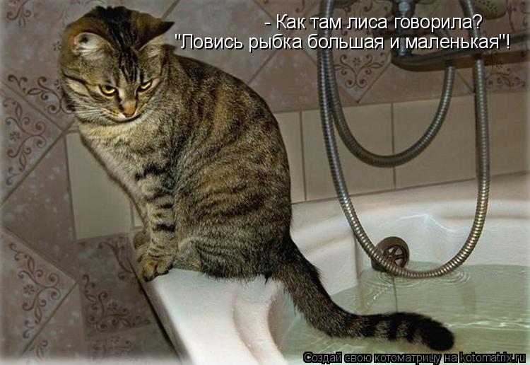 Котоматрица: - Как там лиса говорила?  "Ловись рыбка большая и маленькая"!