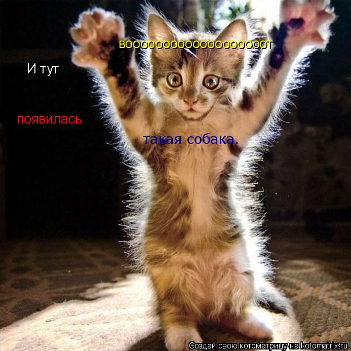 Котоматрица: И тут  появилась вооооооооооооооооооот такая собака.