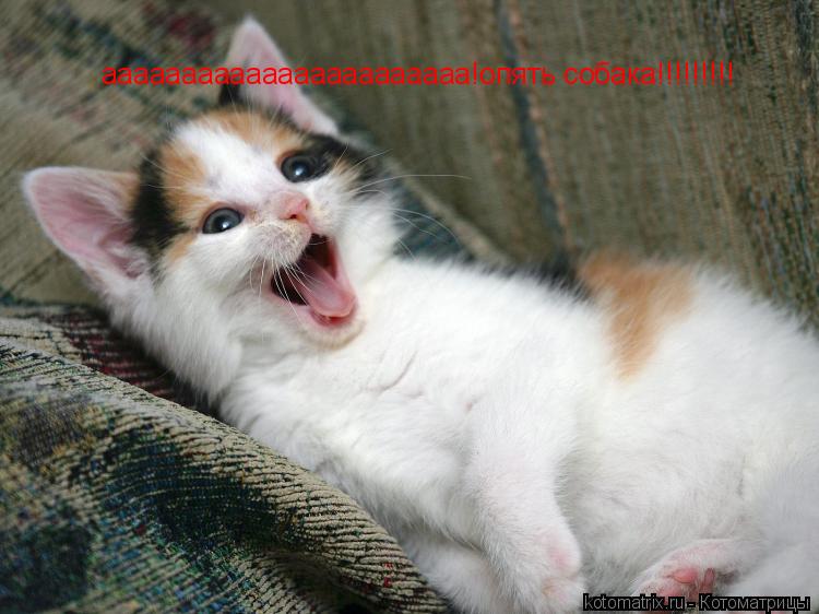Котоматрица: ааааааааааааааааааааааа!опять собака!!!!!!!!!