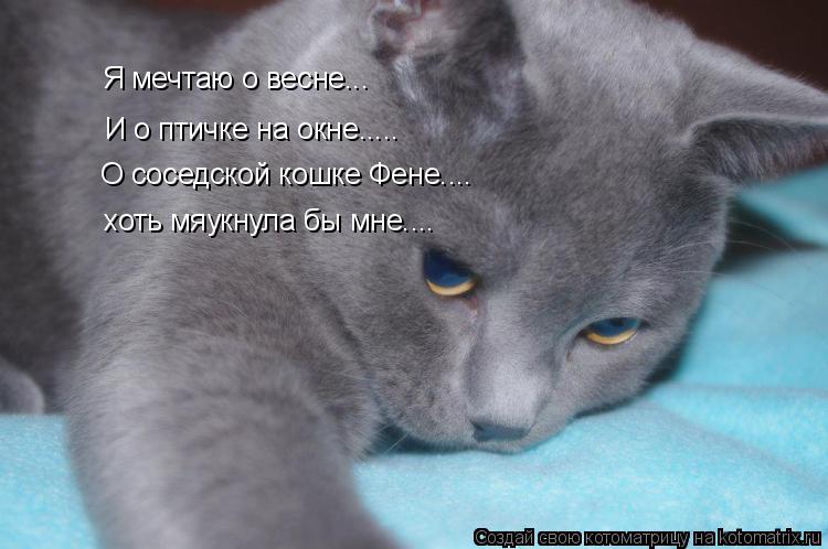 Котоматрица: Я мечтаю о весне... И о птичке на окне..... О соседской кошке Фене.... хоть мяукнула бы мне....