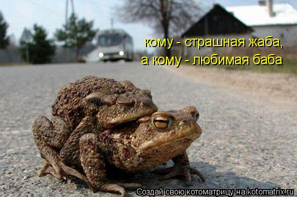 Котоматрица: кому - страшная жаба, а кому - любимая баба