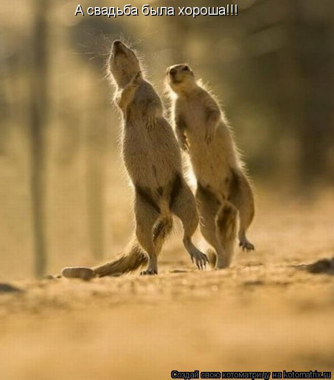 Котоматрица: А свадьба была хороша!!!