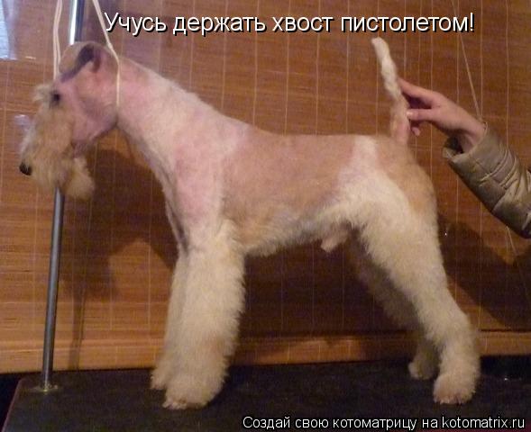 Котоматрица: Учусь держать хвост пистолетом!
