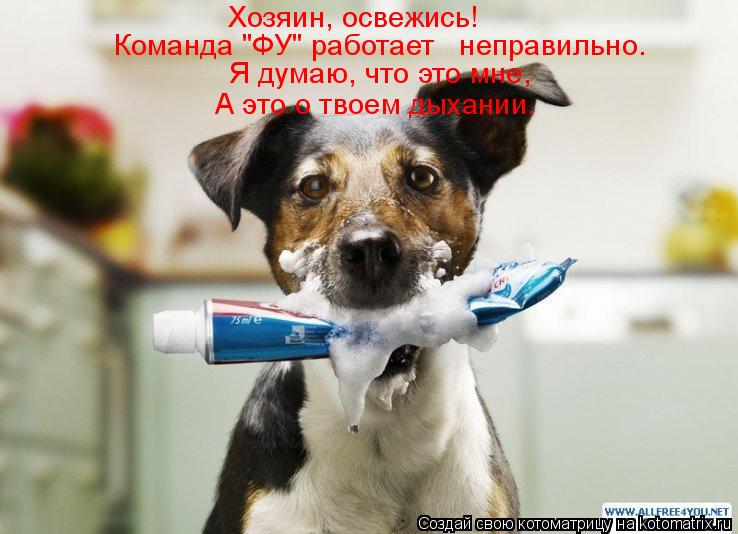 Котоматрица: Хозяин, освежись! Команда "ФУ" работает   неправильно. Я думаю, что это мне, А это о твоем дыхании.