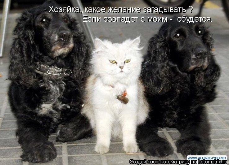Котоматрица: - Хозяйка, какое желание загадывать ? Если совпадет с моим -  сбудется.