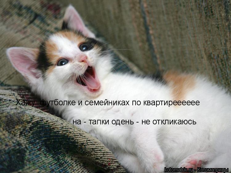 Котоматрица: Хажу  футболке и семейниках по квартирееееее на - тапки одень - не откликаюсь