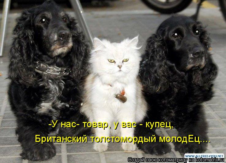 Котоматрица: -У нас- товар, у вас - купец, Британский толстомордый молодЕц....