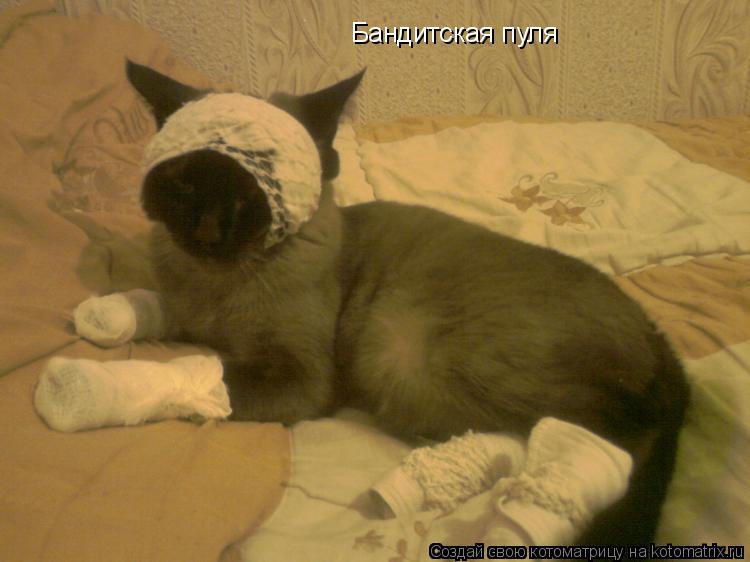 Котоматрица: Бандитская пуля