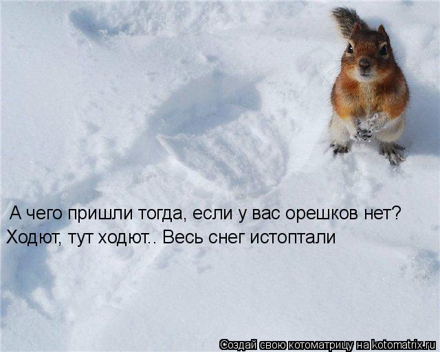 Котоматрица: А чего пришли тогда, если у вас орешков нет?  Ходют, тут ходют.. Весь снег истоптали