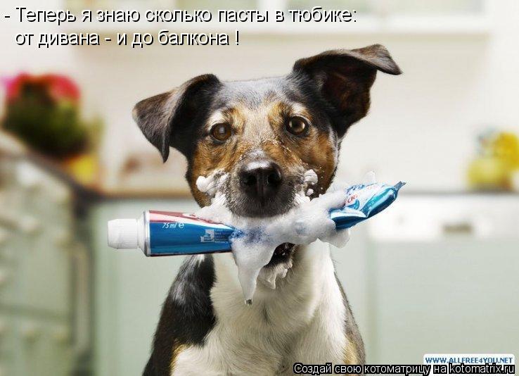 Котоматрица: - Теперь я знаю сколько пасты в тюбике: от дивана - и до балкона !