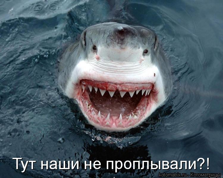 Котоматрица: Тут наши не проплывали?!