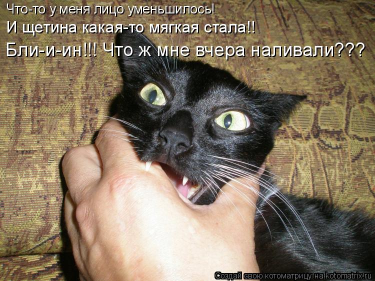 Котоматрица: Что-то у меня лицо уменьшилось! И щетина какая-то мягкая стала!! Бли-и-ин!!! Что ж мне вчера наливали???