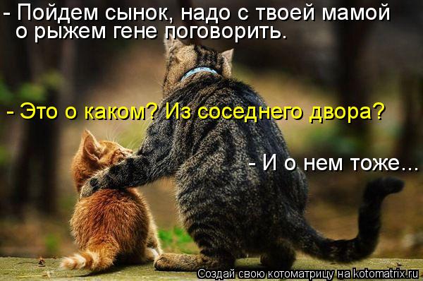- Пойдем сынок, надо с твоей мамой о рыжем гене поговорить. - Это о каком? Из соседнего двора? - И о ... Котоматрица: - Пойдем сынок, надо с твоей мамой о рыжем гене поговорить. - Это о каком? Из соседнего двора? - И о нем тоже...