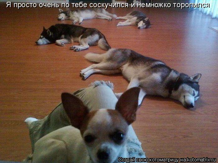 Котоматрица: Я просто очень по тебе соскучился и немножко торопился