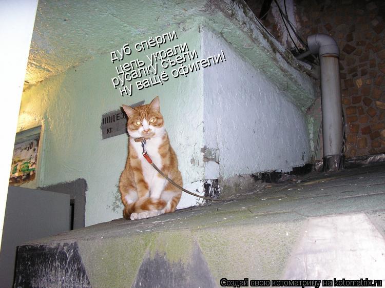 Котоматрица: дуб спёрли цепь украли русалку съели ну ващё офигели!