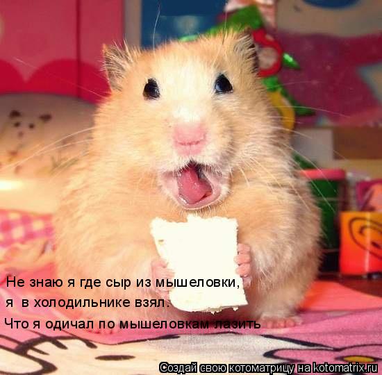 Котоматрица: Не знаю я где сыр из мышеловки,  я  в холодильнике взял.  Что я одичал по мышеловкам лазить