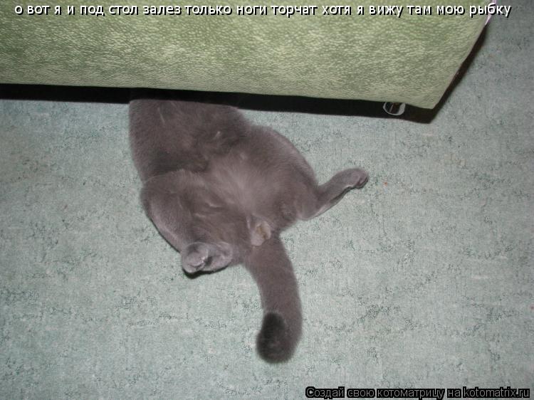 Котоматрица: о вот я и под стол залез только ноги торчат хотя я вижу там мою рыбку