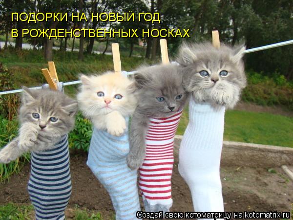 Котоматрица: ПОДОРКИ НА НОВЫЙ ГОД В РОЖДЕНСТВЕННЫХ НОСКАХ