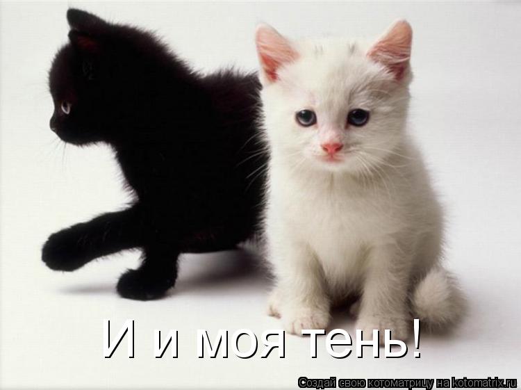 Котоматрица: И и моя тень!