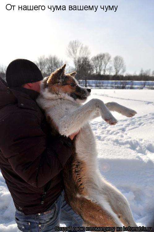 Котоматрица: От нашего чума вашему чуму