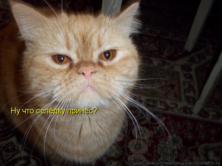Котоматрица: Ну что селёдку принёс?