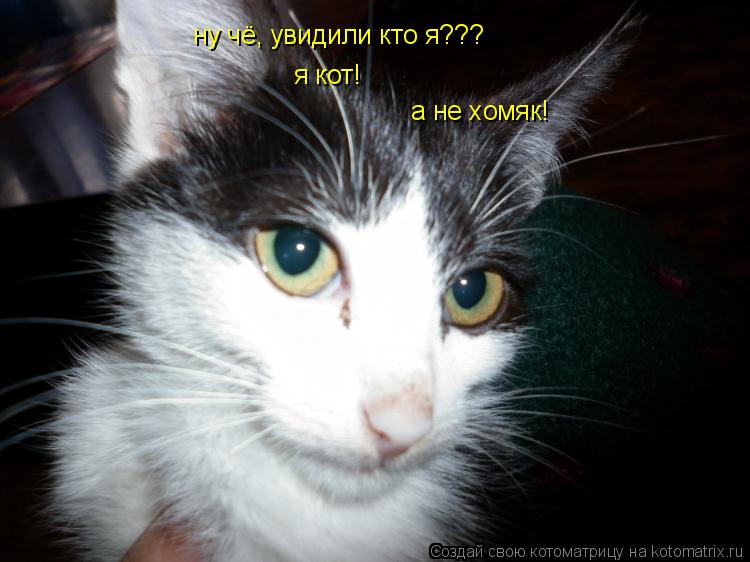 Котоматрица: ну чё, увидили кто я??? я кот! а не хомяк!